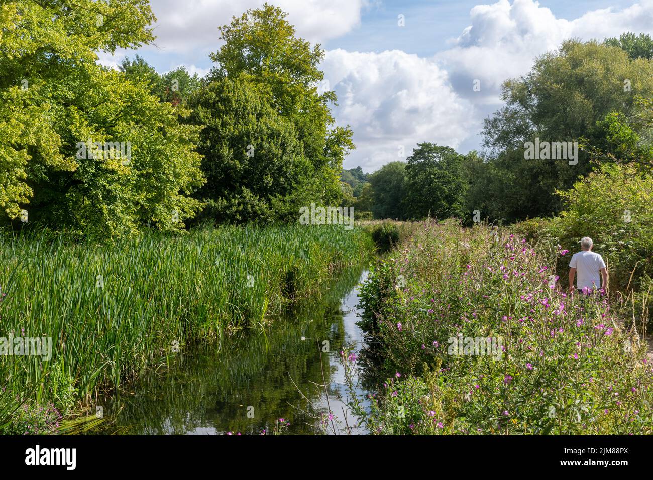 Man walking on Keats Walk footpath between chalk stream The Logie and river Itchen near Winchester College playing fields, Winchester, Hampshire, UK. Stock Photo