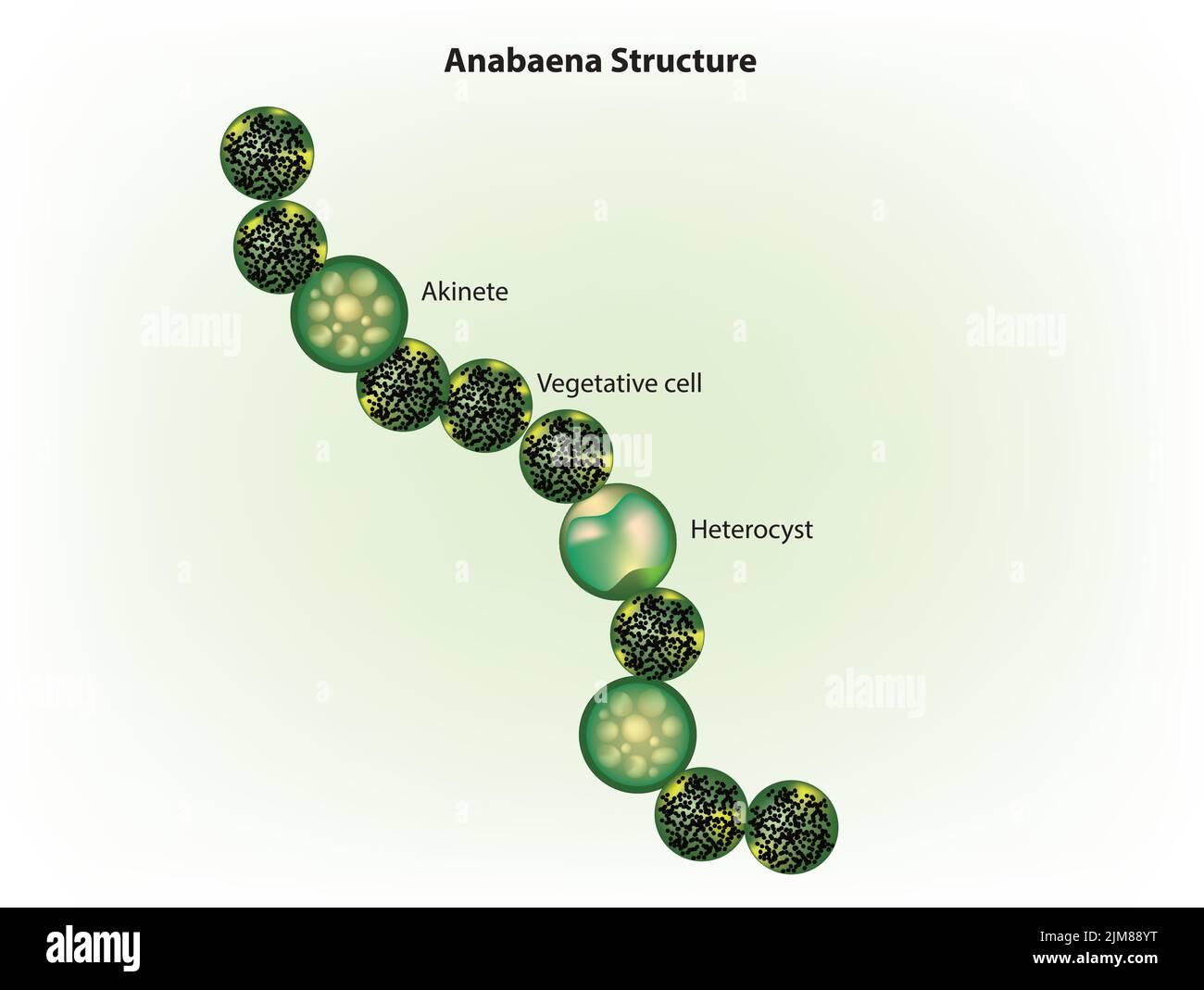 Anabaena Under Microscope Labeled