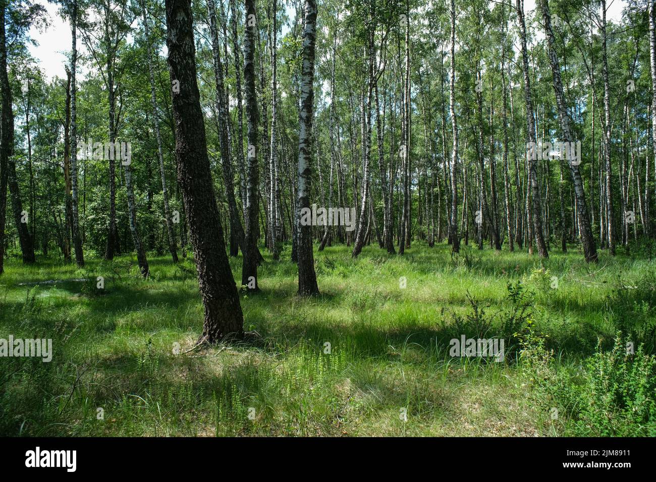 Dense birch forest. Green forest with young birch.  Stock Photo