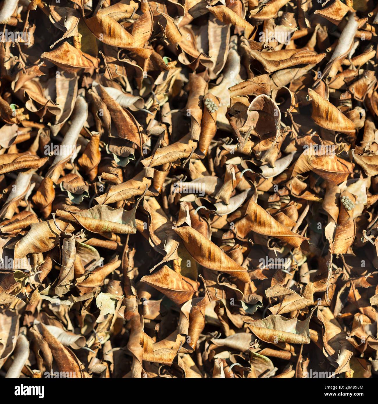 The fall leaf seamless background. Texture pattern for continuous ...