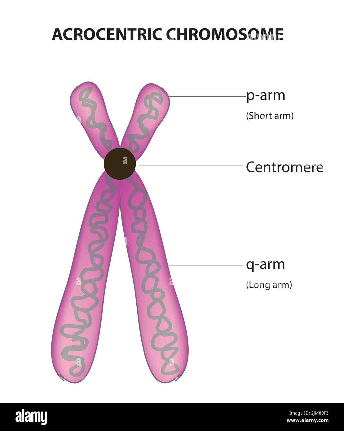 Acrocentric chromosome Stock Vector