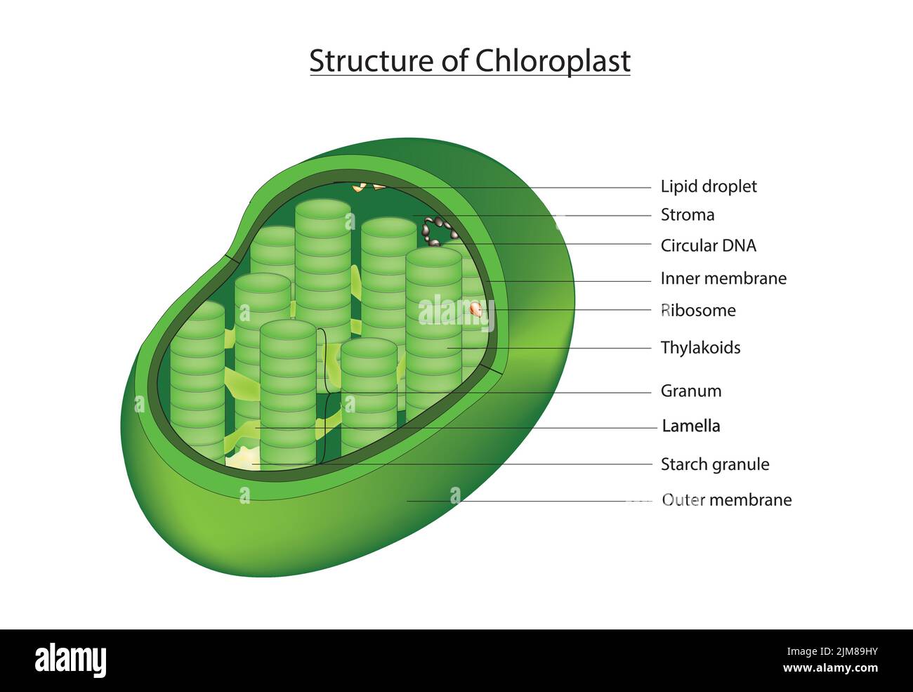 Chloroplast Anatomy Stock Vector