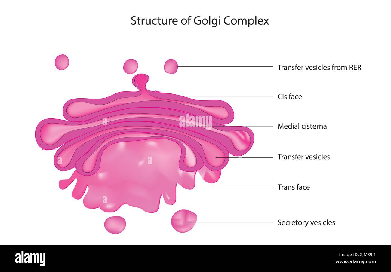Golgi body Stock Vector