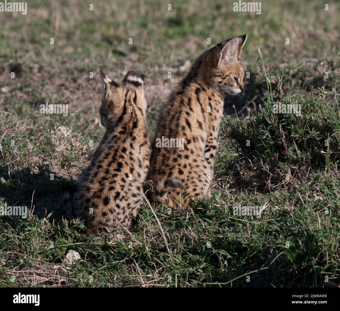 Serval Cat Cubs Stock Photo Alamy