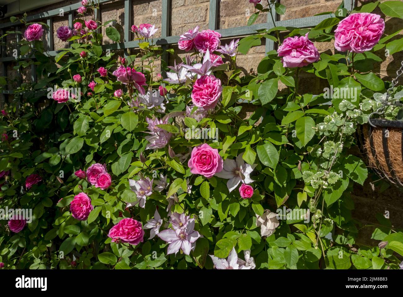 Pink rose ‘Gertrude Jekyll’ and clematis ‘Samaritan Jo’ climber climbing on trellis on a wall flowers flower flowering in the garden summer England UK Stock Photo