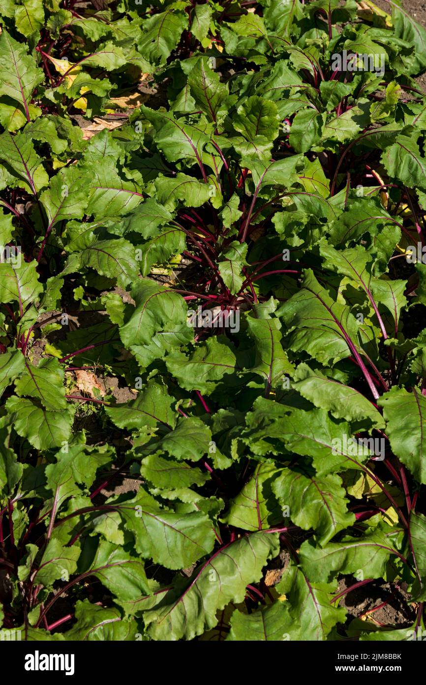 Early sowing crop of Beetroot boltardy beta vulgaris plants growing in the vegetable garden allotment in summer England UK United Kingdom GB Great Bri Stock Photo