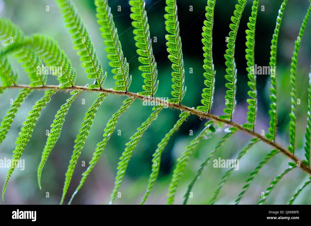 close up of scaly male fern in woodland, north norfolk, england Stock Photo