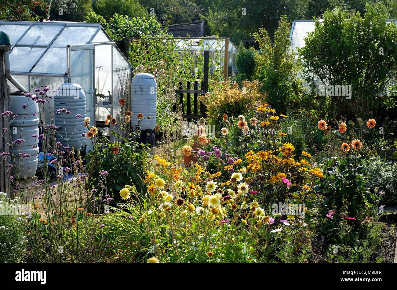 allotment garden in summer drought, norfolk, england Stock Photo
