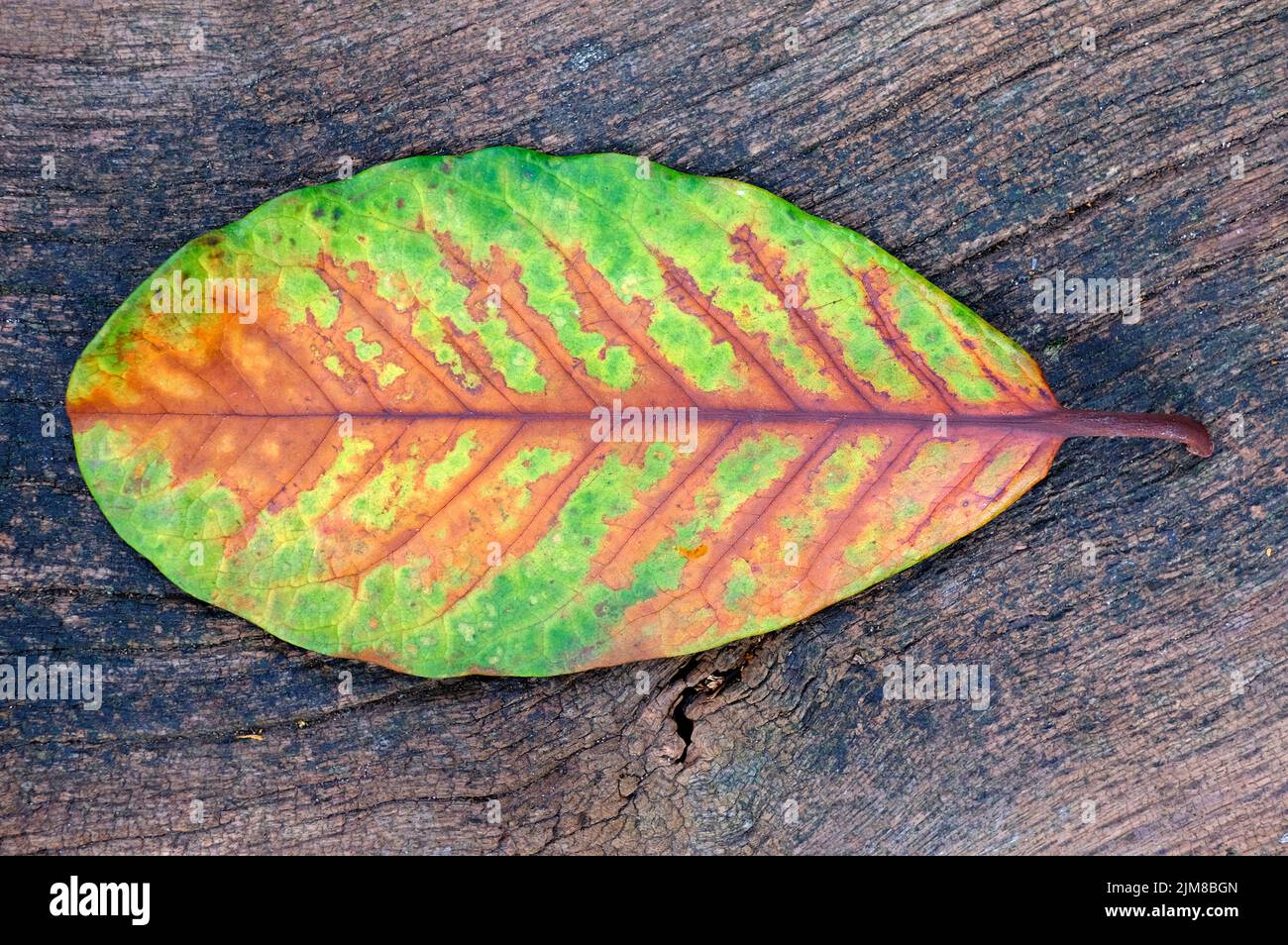 large oval shaped leaf on timber bench background Stock Photo