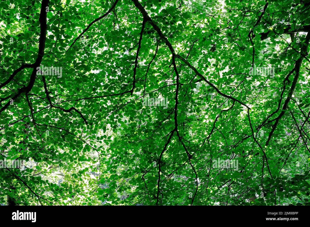 green leaves on woodland trees background Stock Photo