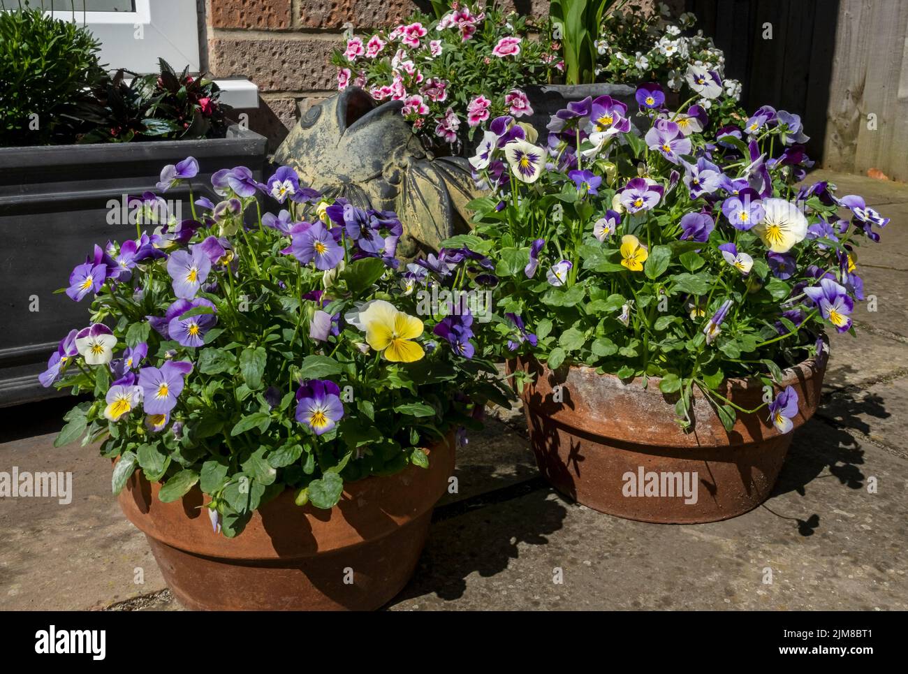 Close up of violas pansies pansy flowering flowers flower growing in clay pots on a patio in
