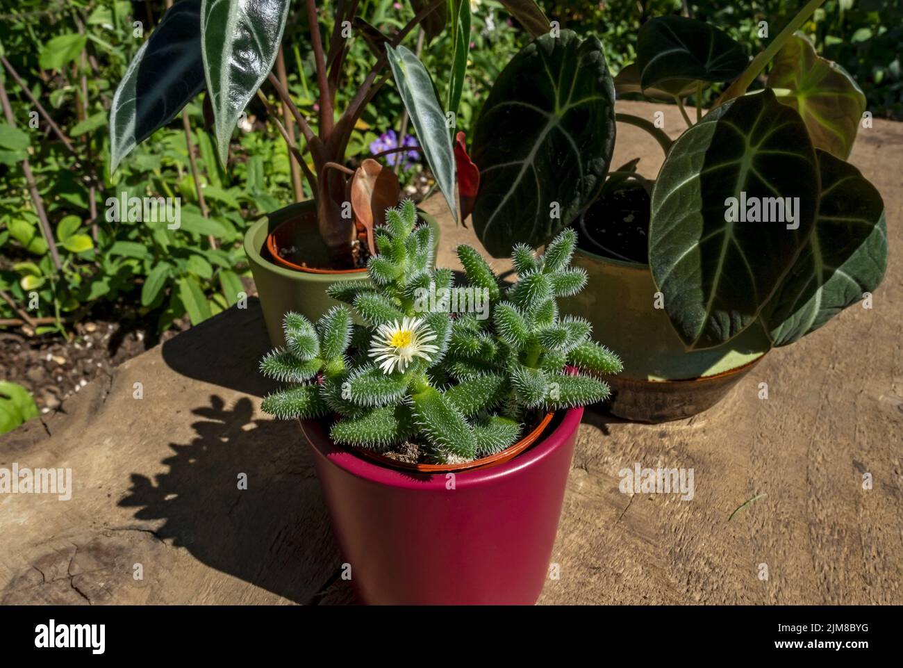 Close up of pots of houseplants alocasia reginula black velvet amazonica delosperma bambino plants in summer England UK United Kingdom GB Britain Stock Photo