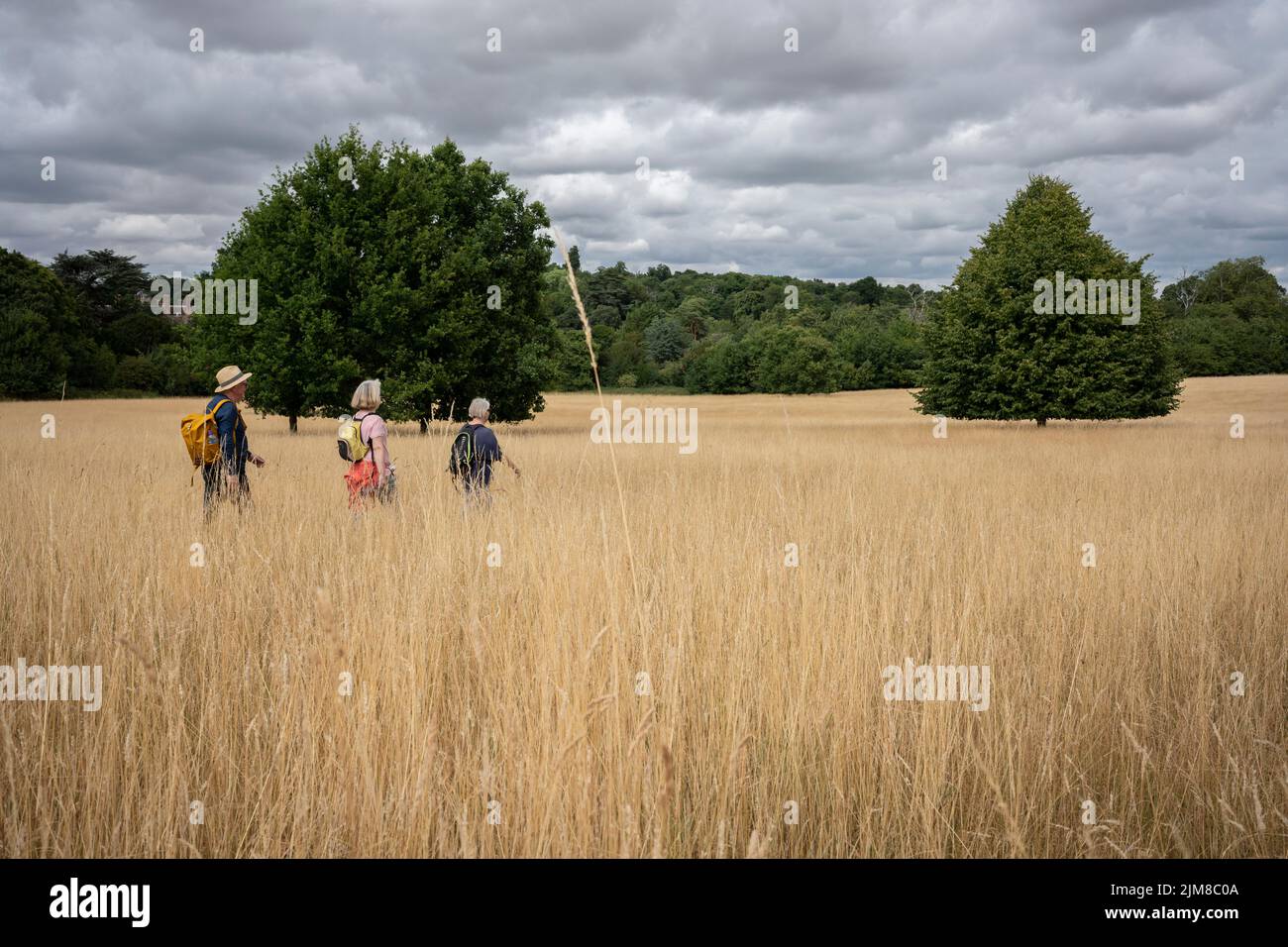 During a period of little rain, three walkers make their way in single-file through a meadow of long brown grass in Kent, on 31st July 2022, in Cobham, England. . Stock Photo