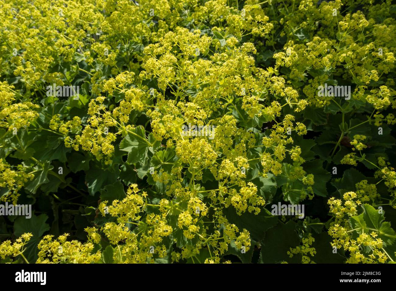 Close up of Alchemilla mollis flowering yellow flowers in a cottage garden border in summer England UK United Kingdom GB Great Britain Stock Photo