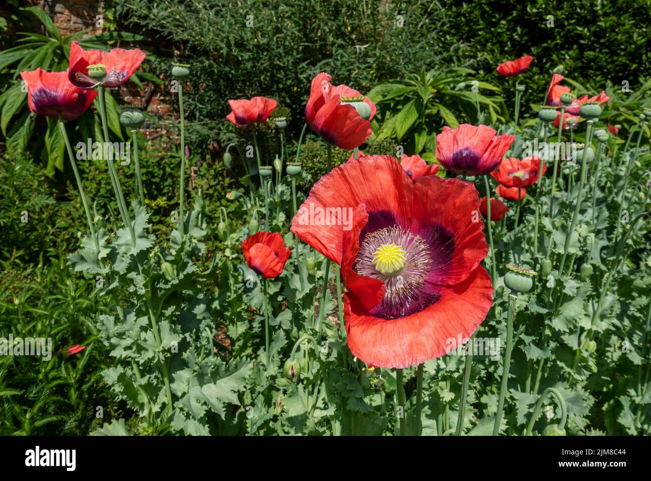 Close up of red poppy poppies flowers flowers and green seed heads seedheads growing in a border in cottage garden summer England UK GB Great Britain Stock Photo