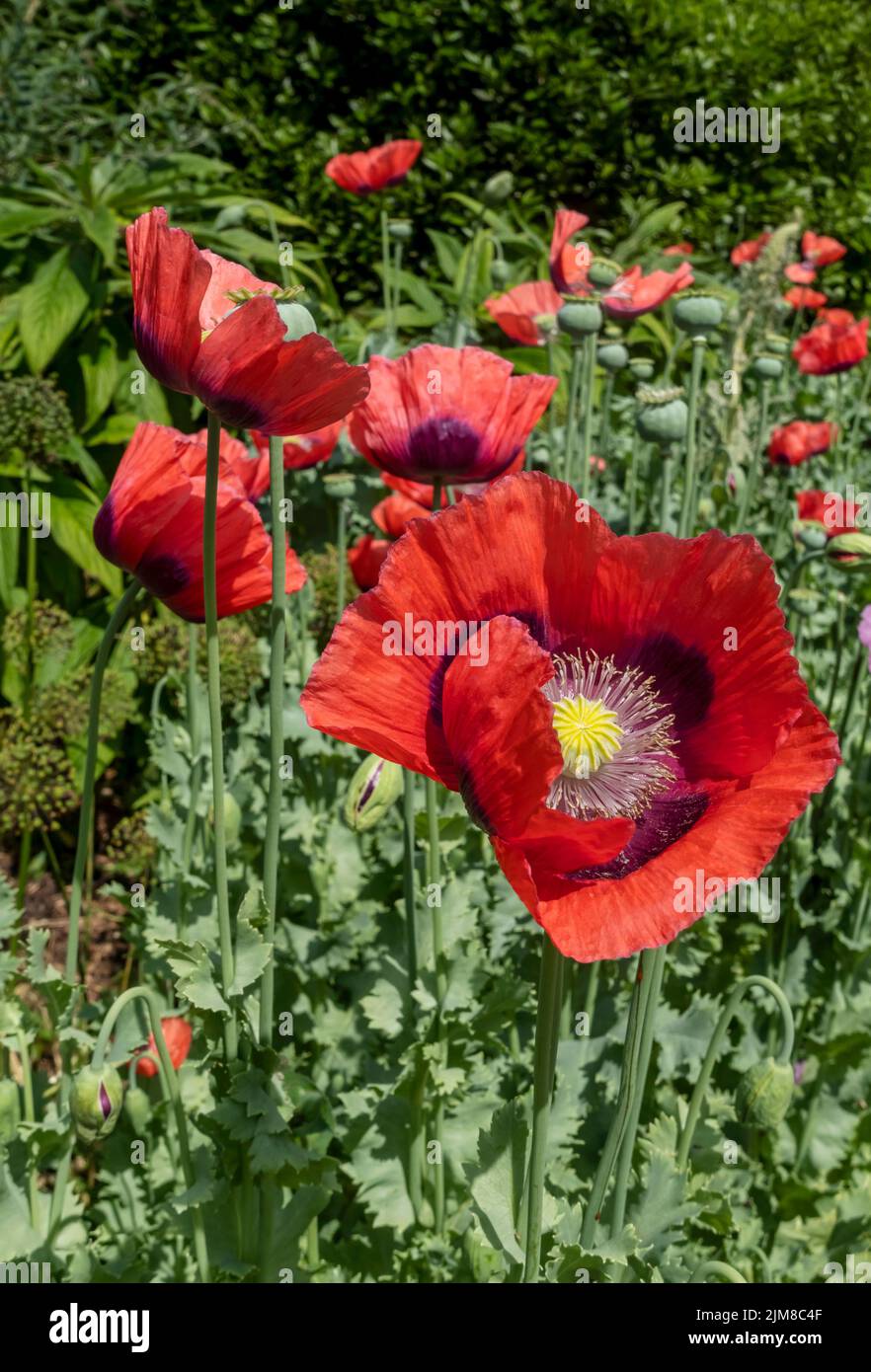 Close up of red poppy poppies flowers flowers and green seed heads seedheads growing in a border in cottage garden summer England UK GB Great Britain Stock Photo