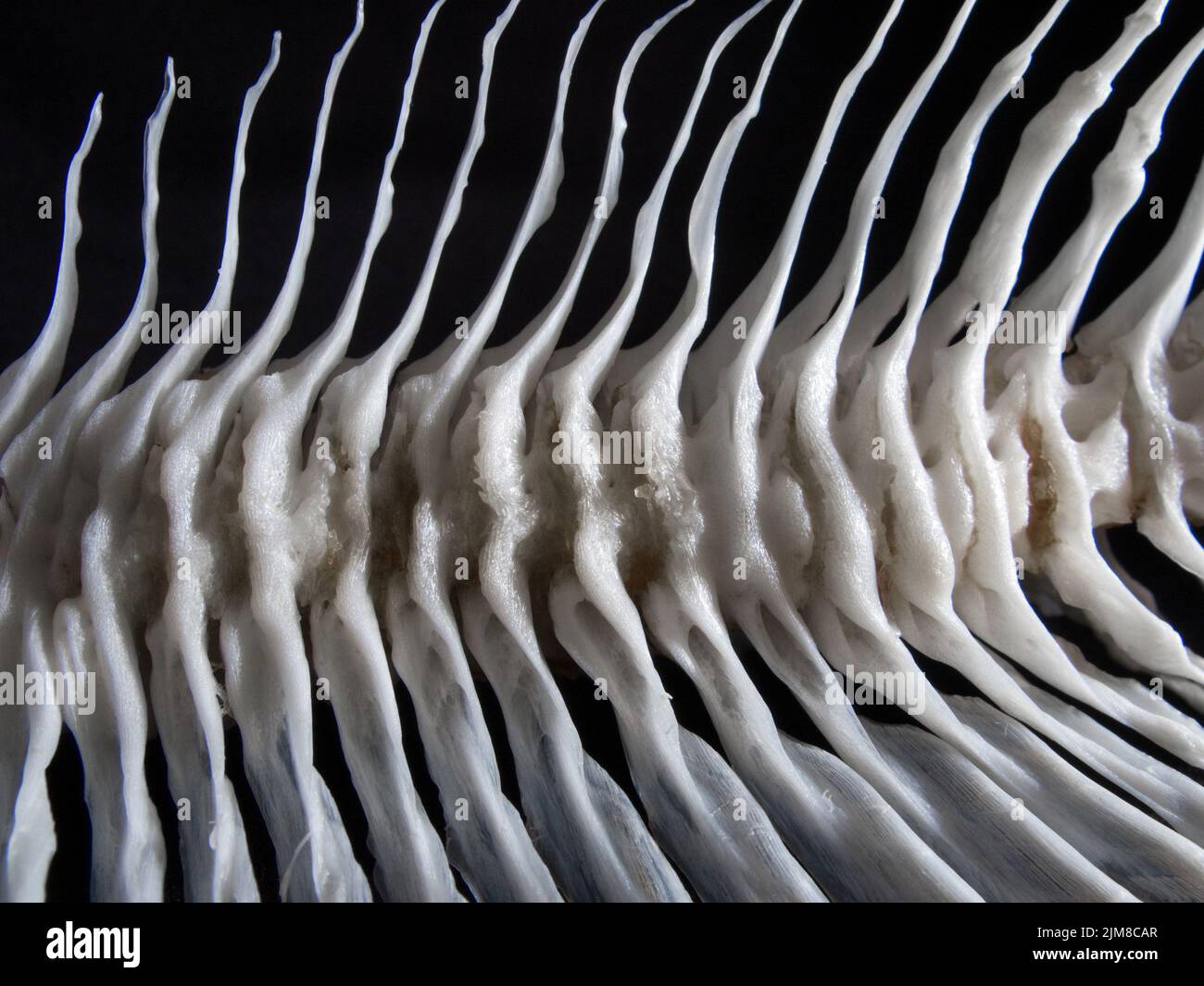 Sea fish white bone Stock Photo