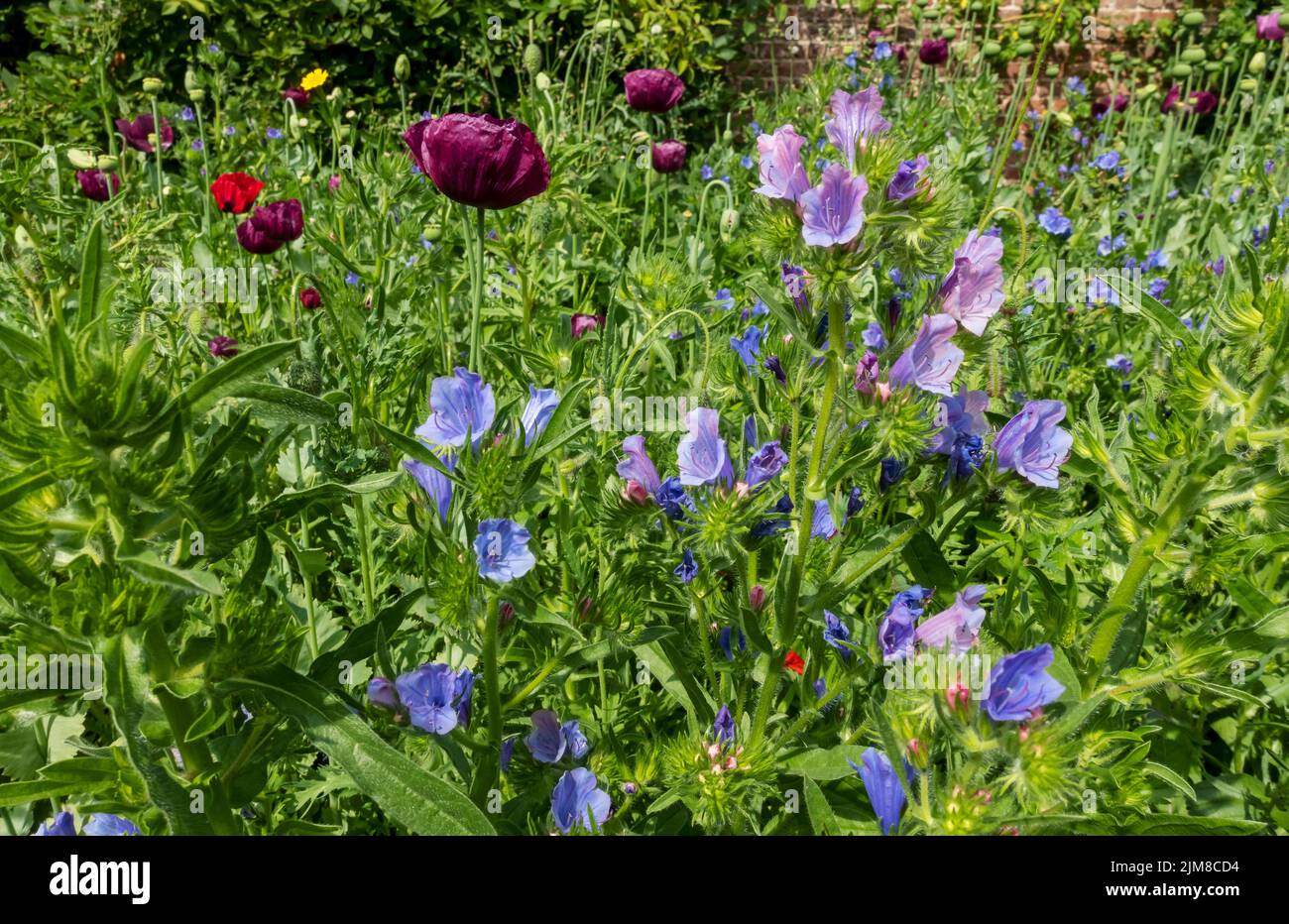Blue echium and purple poppies wildflower wildflowers flowers in a garden meadow border in summer England UK United Kingdom GB Great Britain Stock Photo