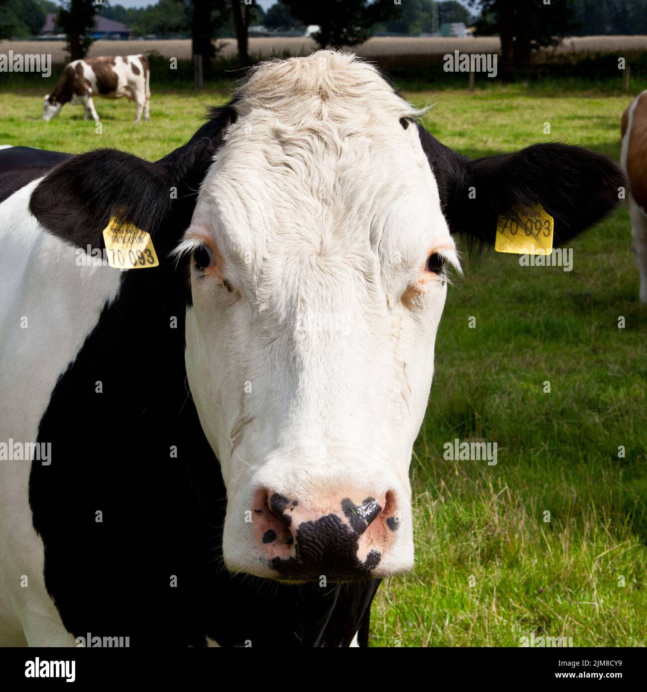 Cows on a farmland Stock Photo