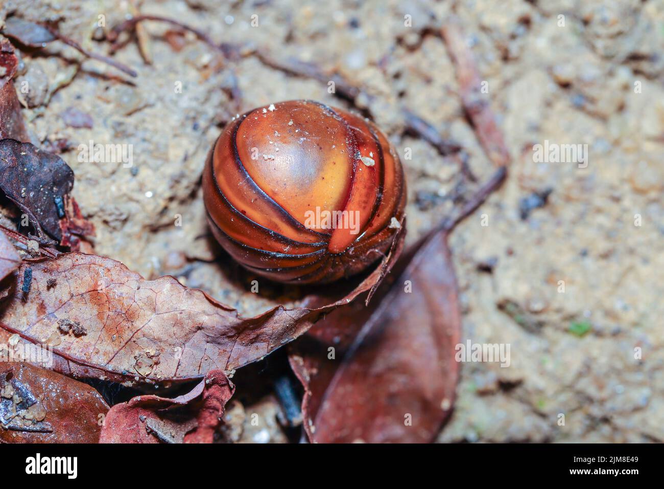 Rolled up pill millipede, Oniscomorpha, in the shape of a hard ball Stock Photo