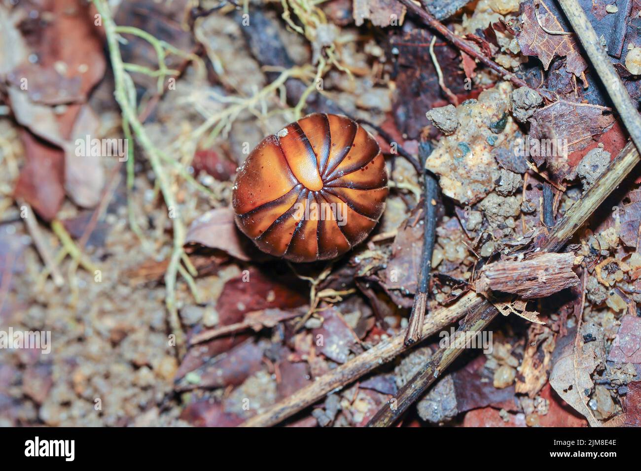 Rolled up pill millipede, Oniscomorpha, in the shape of a hard ball Stock Photo