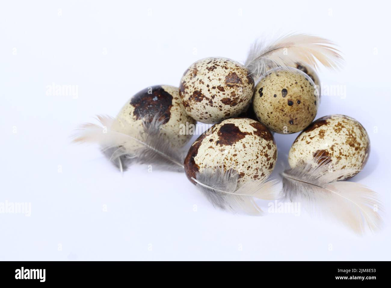 quail eggs on the white background with copy space Stock Photo