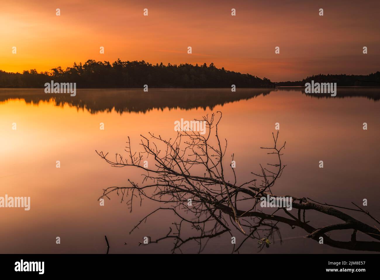 Fallen tree lying in lake at sunrise Stock Photo
