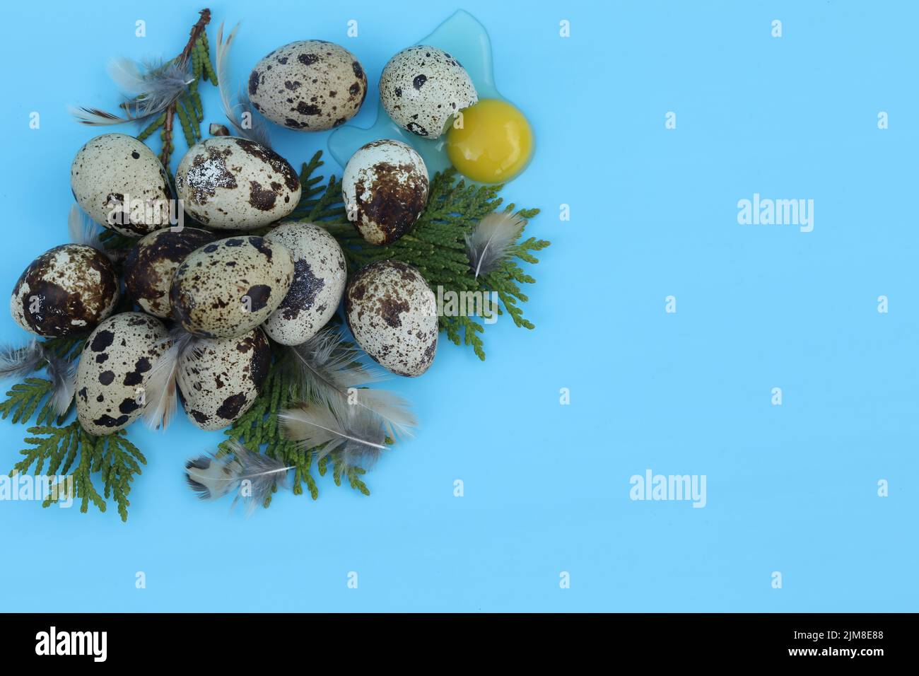 quail eggs on the blue background with copy space Stock Photo