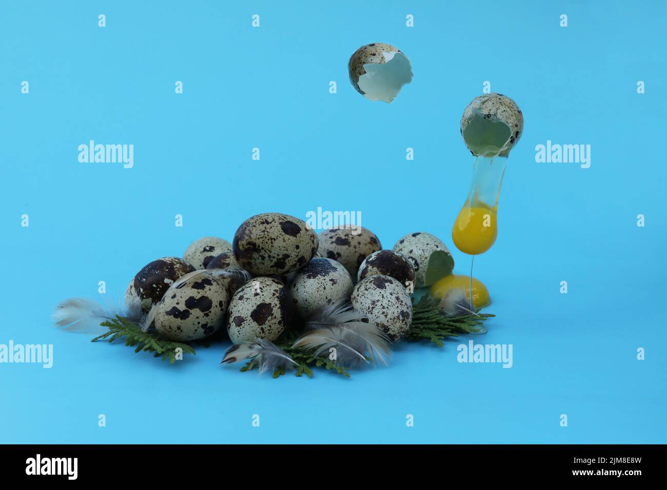 quail eggs on the blue background with copy space Stock Photo