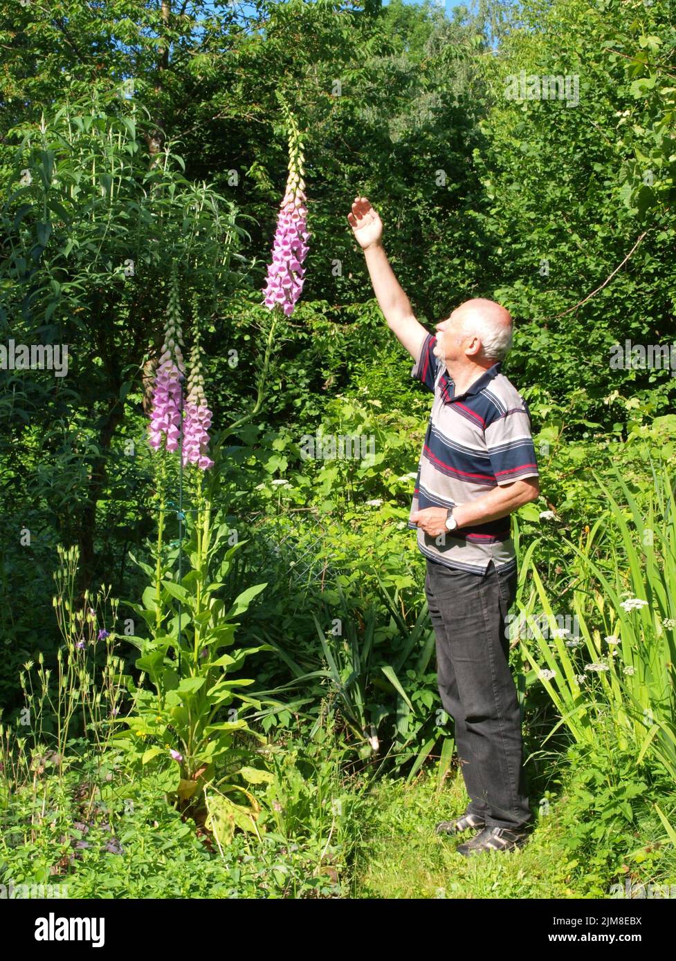 Large Foxglove with hobby gardener Stock Photo