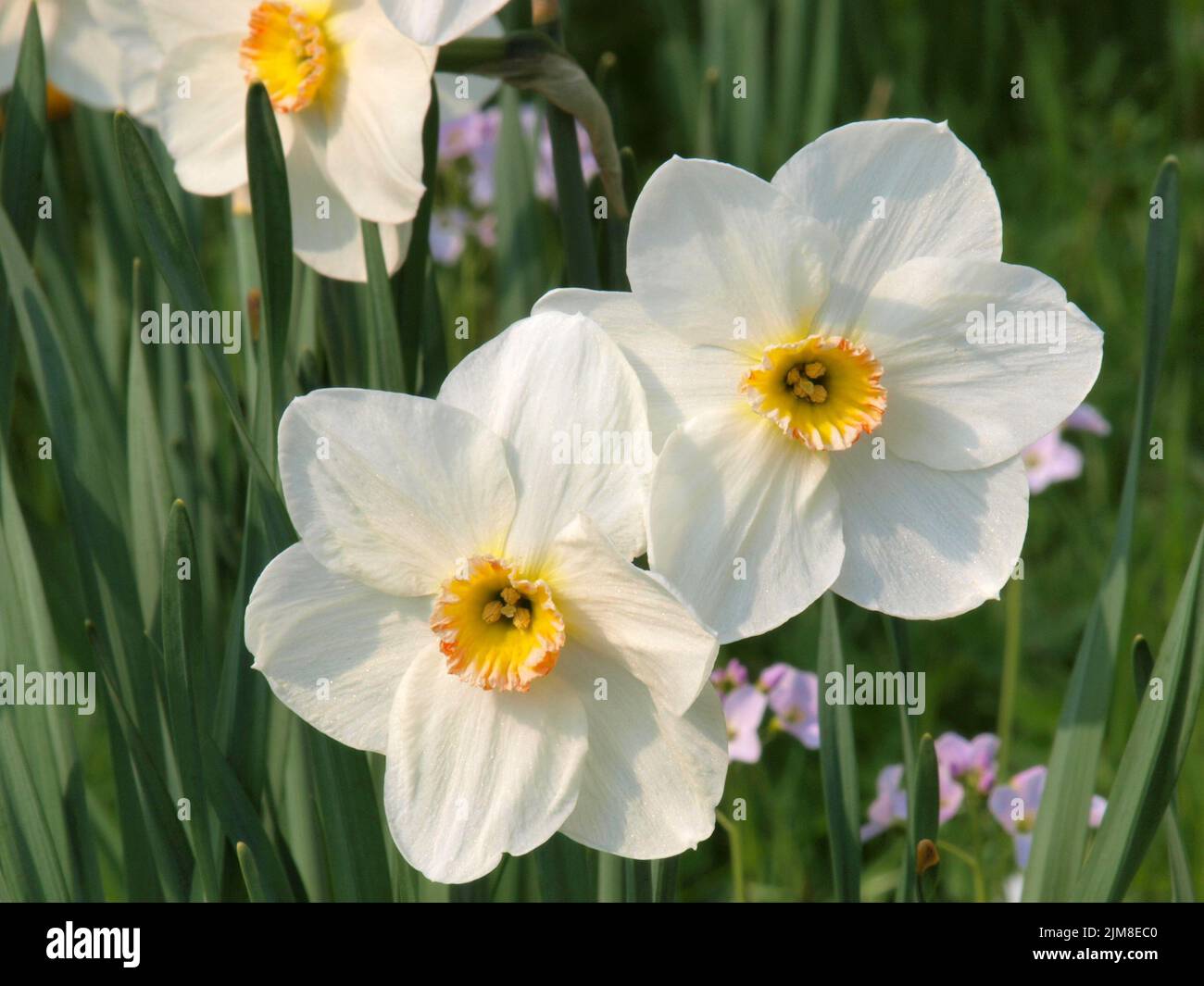 Daffodils - Narcissus pseudonarcissus Stock Photo