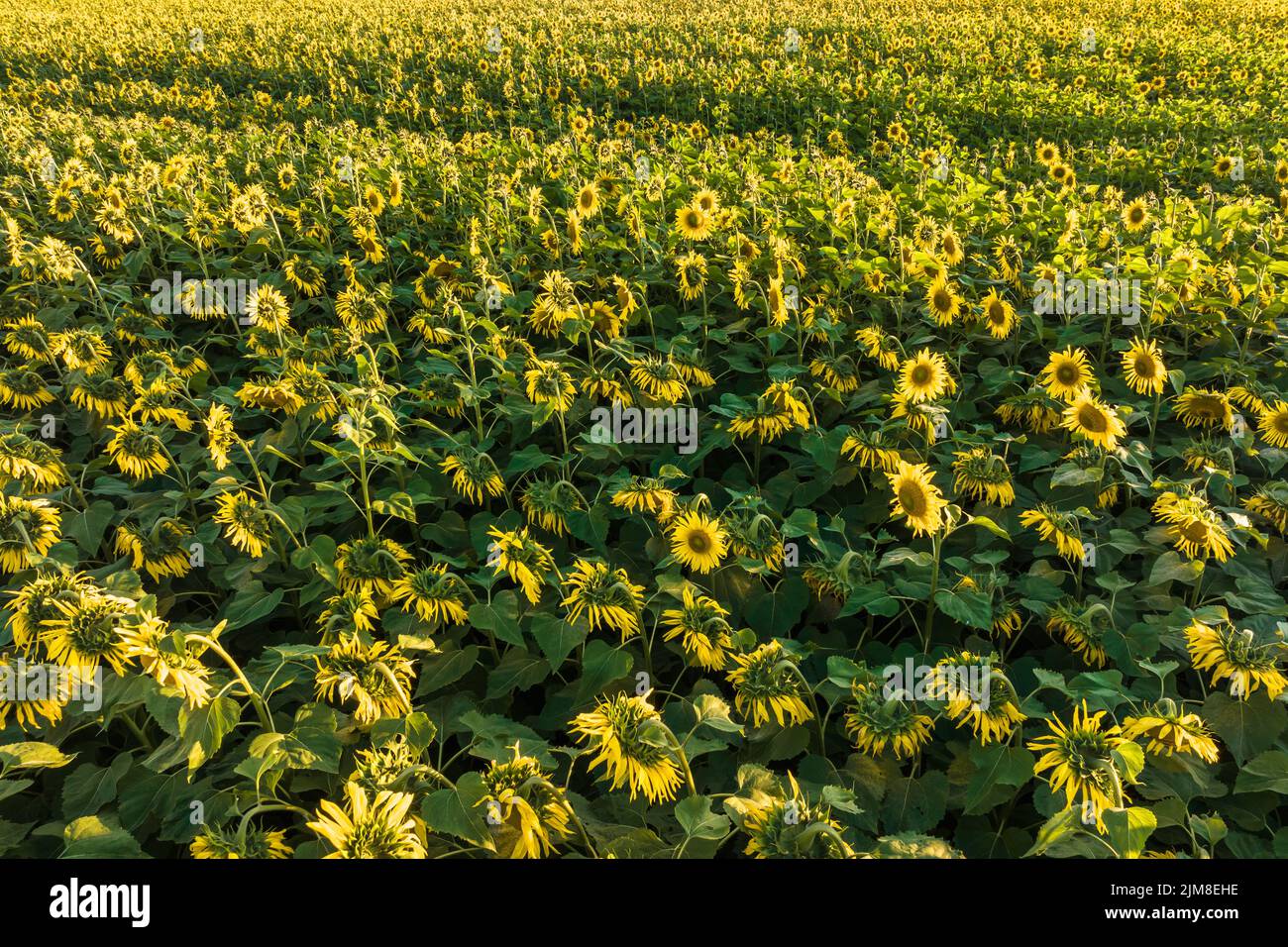 panorama in field of blooming bright yellow sunflowers in sunny day ...