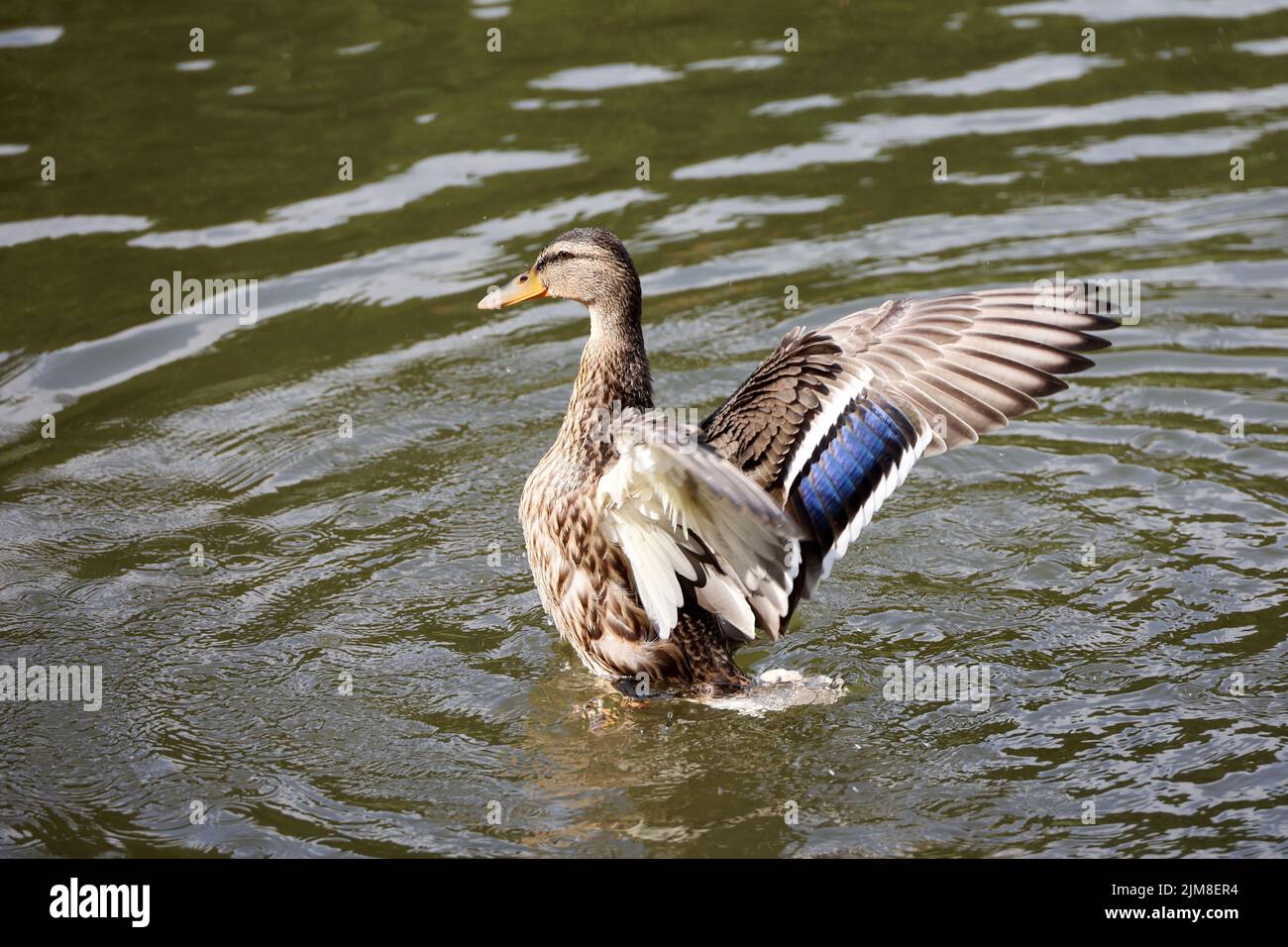 Mallard duck flapping wings and splashing in water. Female duck on a lake in summer Stock Photo