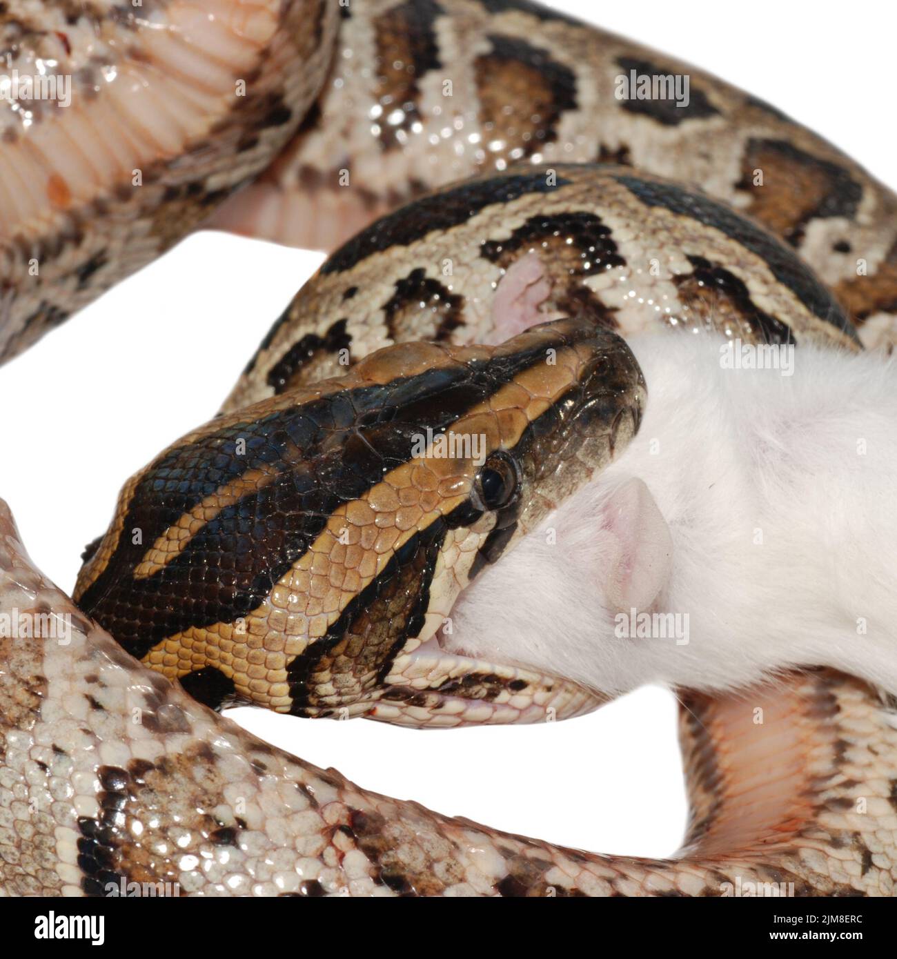 Boa snake eat rat Stock Photo Alamy