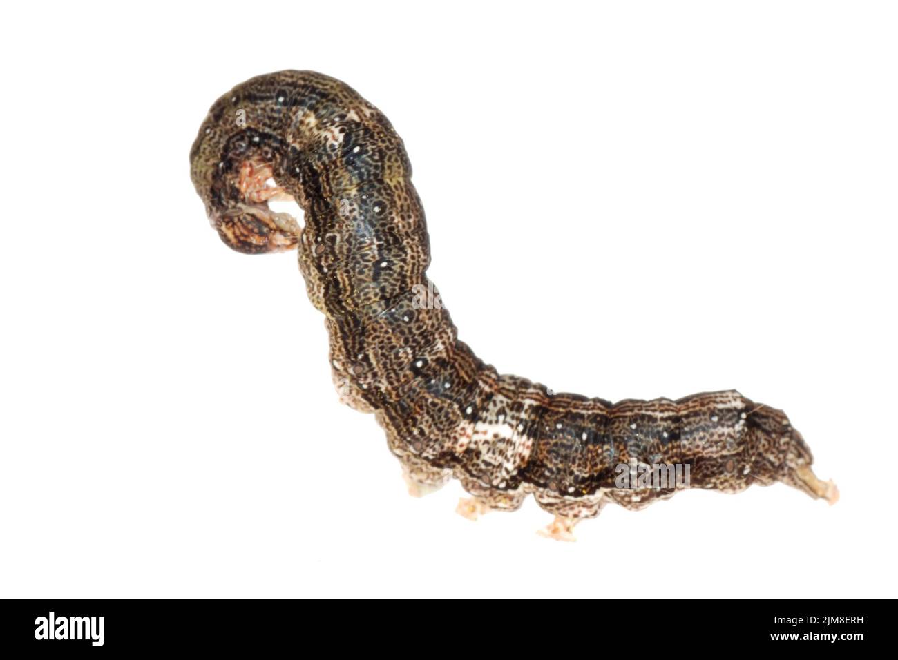 Butterfly moth caterpillar larva Stock Photo Alamy