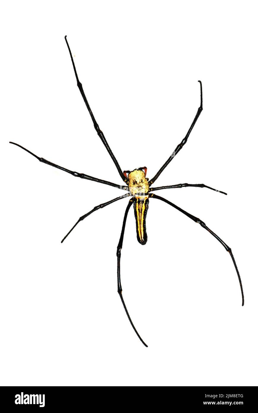 Giant spider isolated in white background Stock Photo Alamy