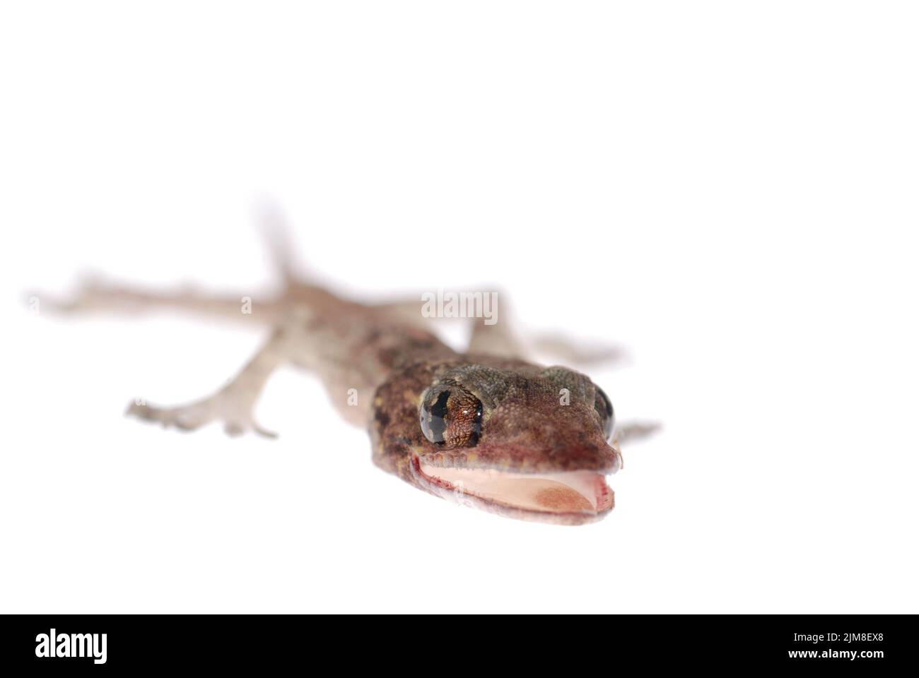Gecko babe isolated on white background Stock Photo