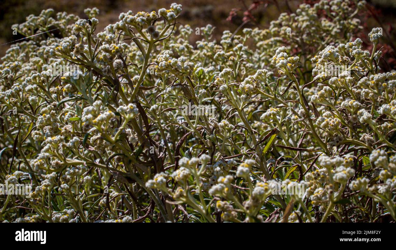Edelweiss flowers from Indonesian mountain, Southeast Asia Stock Photo