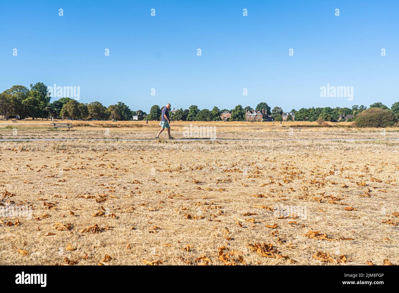 Wimbledon, London, UK. 5 August 2022 A  member of the public  walks  through a parched on Wimbledon Common south-west London this morning as the dry weather continues to affect London. Thames water has said that millions of people in the south east of England are facing hosepipe and sprinkler bans as the biggest water supplier, said its reservoirs, rivers  were lower than usual for the time of year due to the long spell of hot weather and the driest July on record in 100 years Credit. amer ghazzal/Alamy Live News Stock Photo