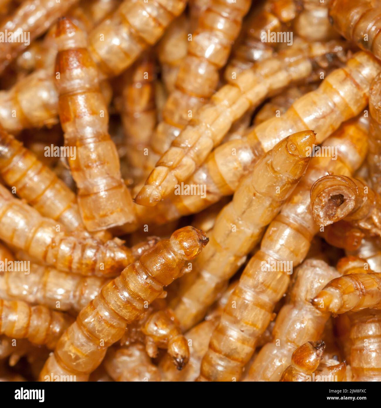 Yellow meal worm flour beetle Stock Photo