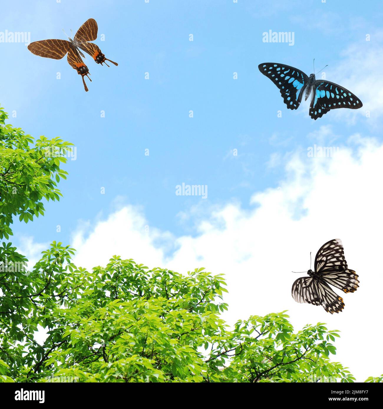 Flying Bullfly Flying butterfly hi-res stock photography and images - Alamy