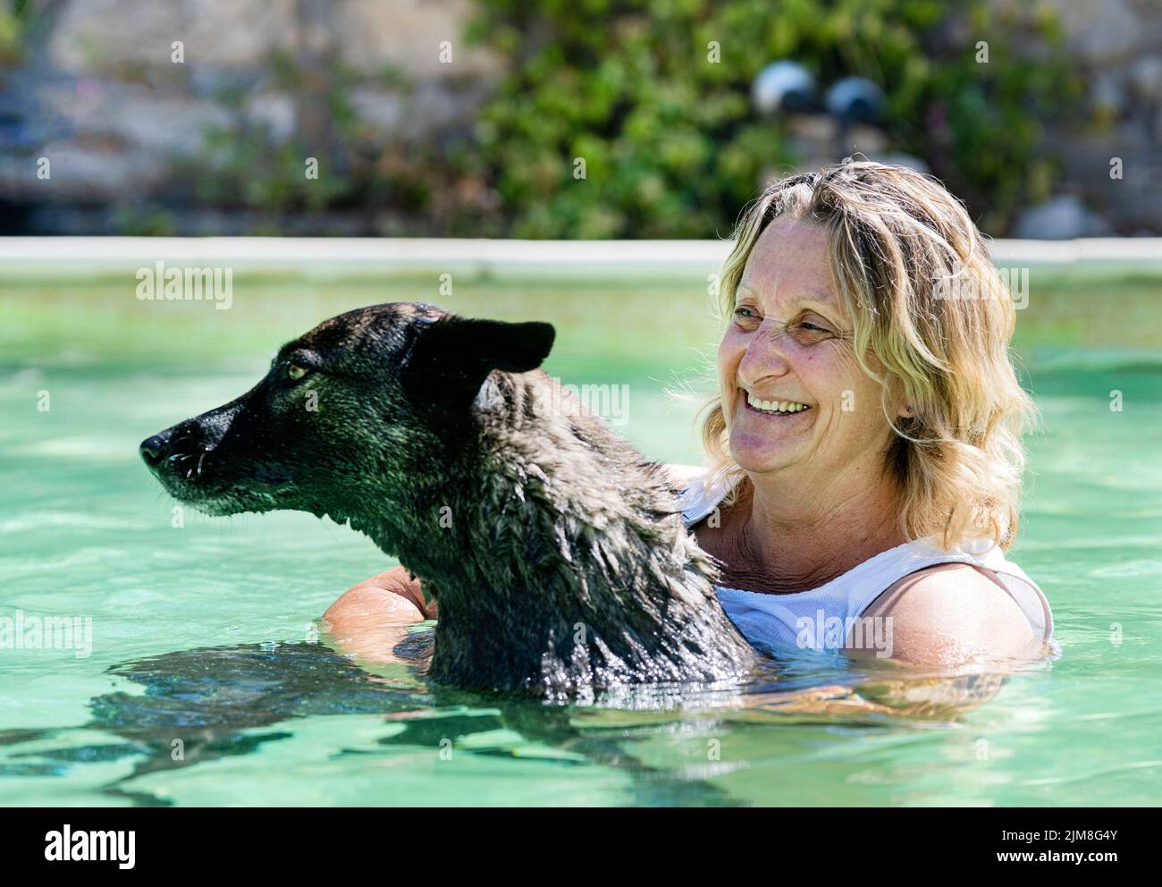 Dutch Shepherd and woman swimming in a swimming pool in summer Stock Photo