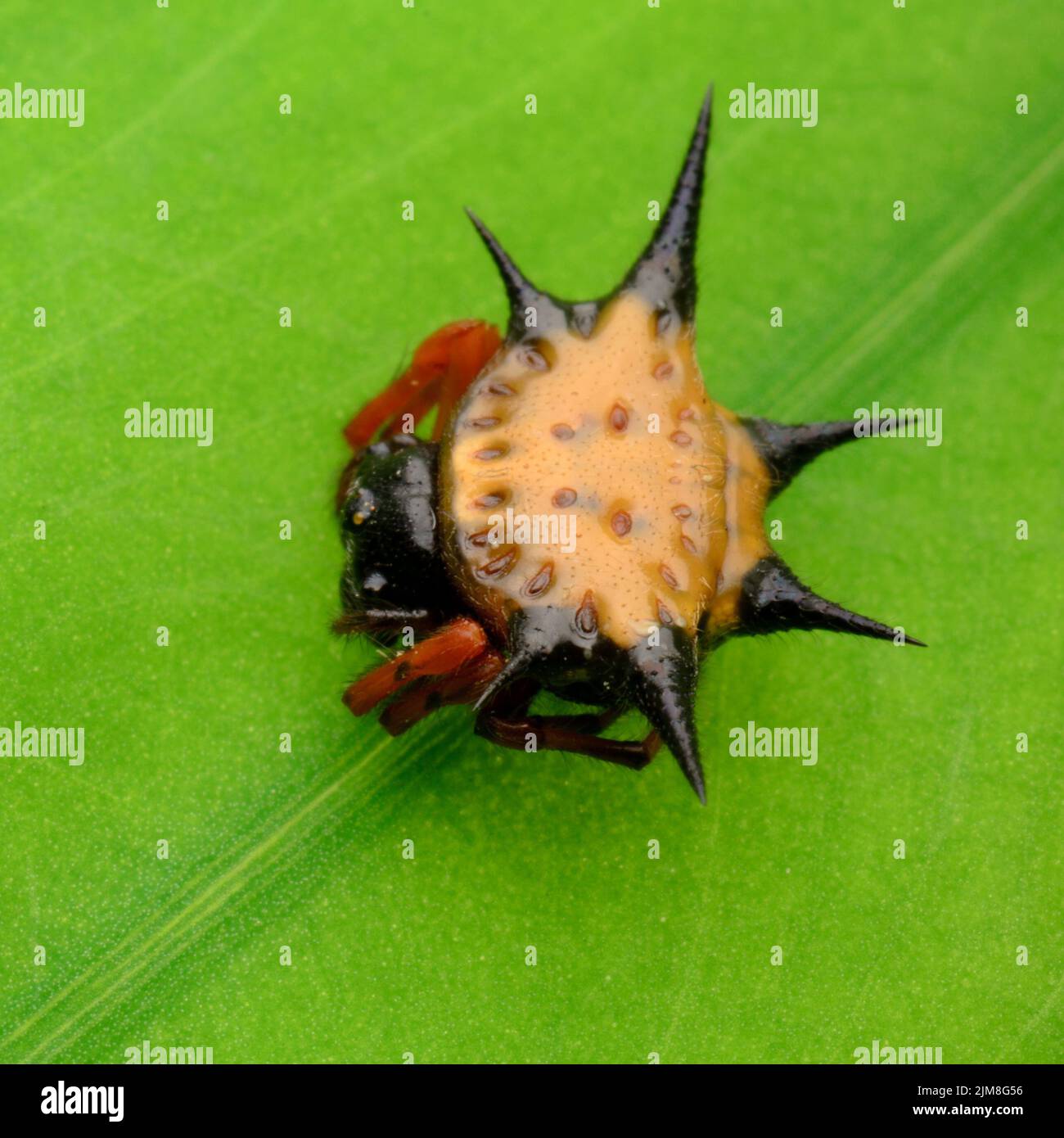 Spiny spider Stock Photo