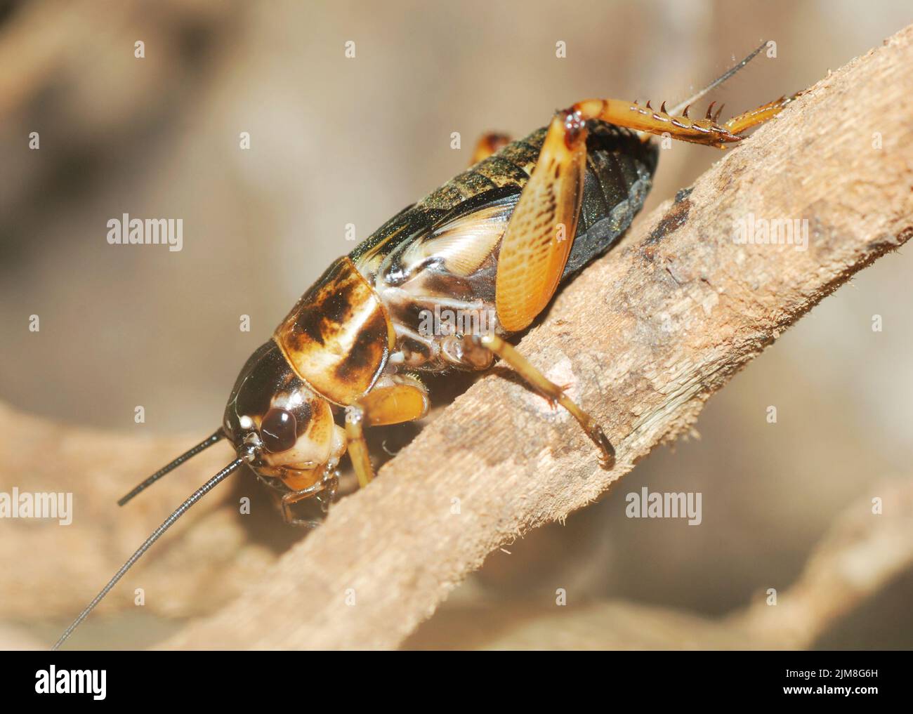 Insect cricket Stock Photo