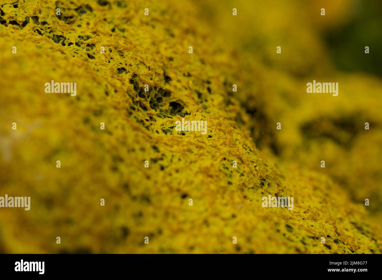 Yellow slime mould in a forest in England Stock Photo