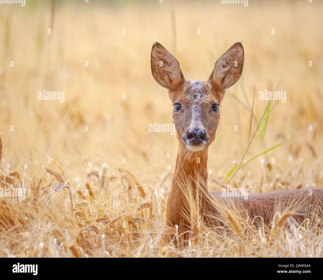 This red deer stops and eyes up the camera. Aberdeenshire, Scotland: THESE ADORABLE photos show a deer smiling at the camera, popping out of a wheat f Stock Photo