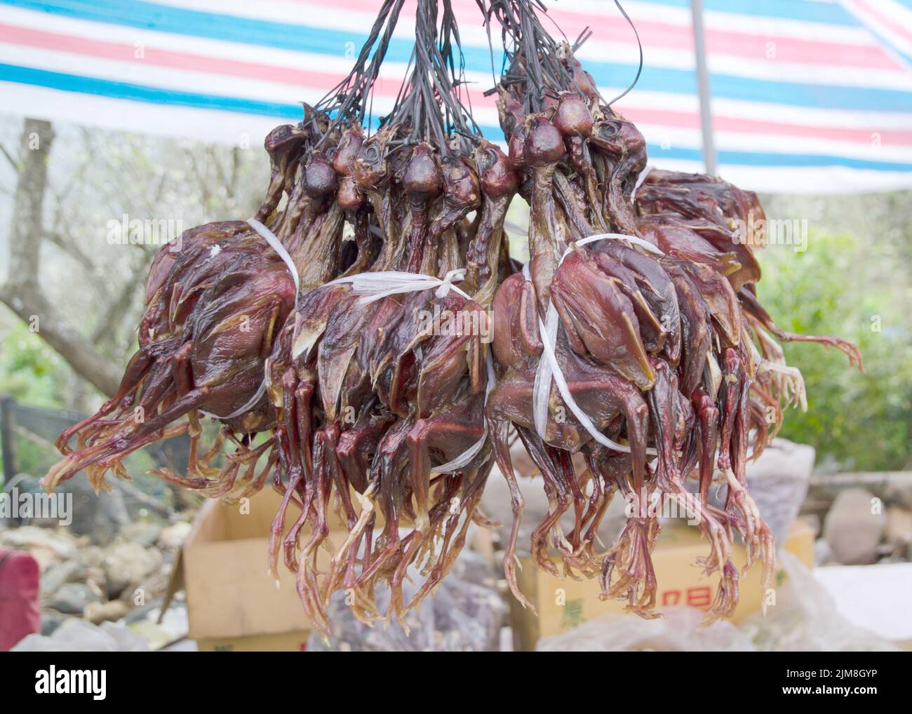 Bacon fat bird hires stock photography and images Alamy