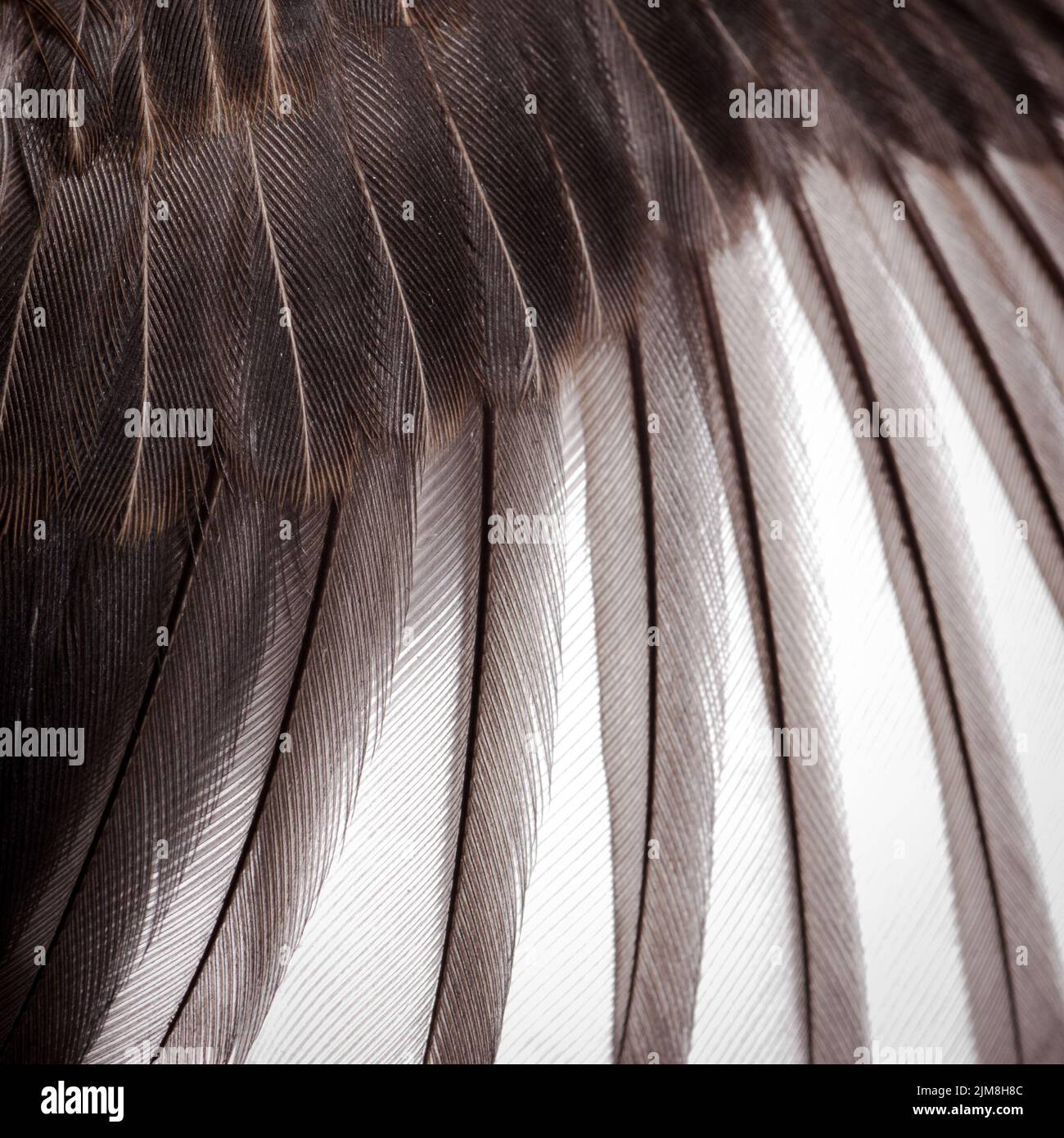 Bird wing texture Stock Photo