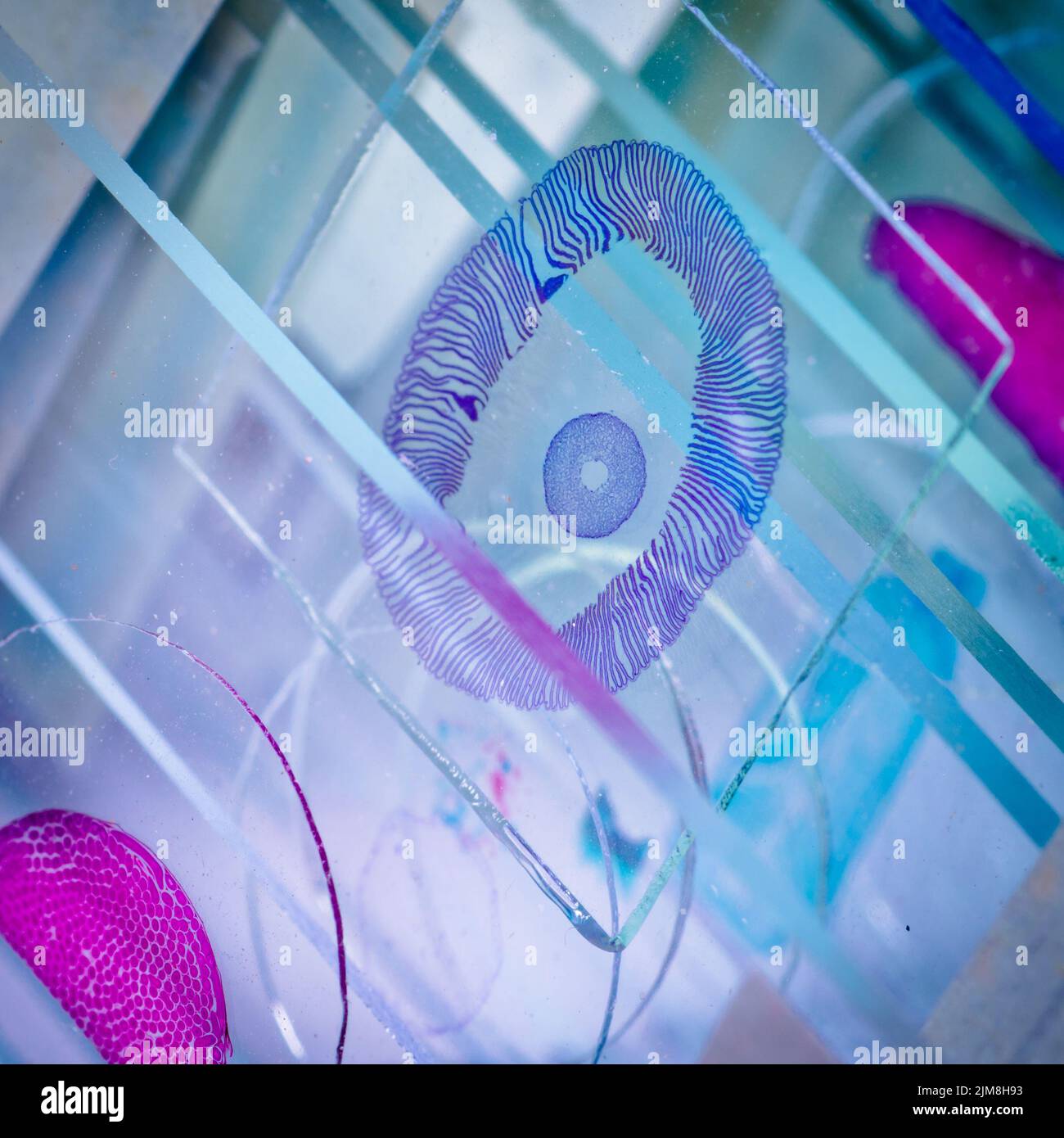 Histology slide hires stock photography and images Alamy
