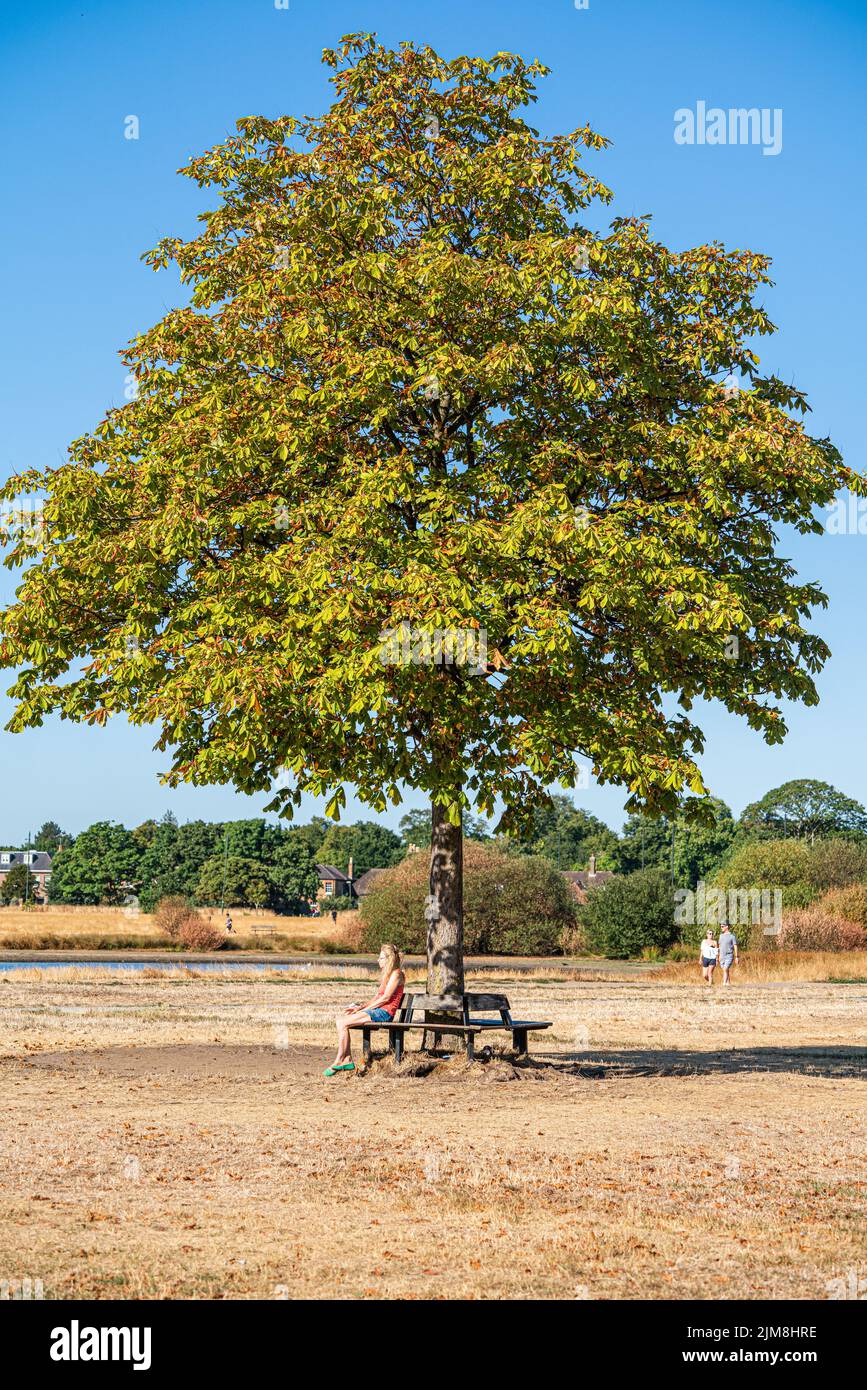 Wimbledon, London, UK. 5 August 2022 A  member of the public sits beneath a tree on a parched on Wimbledon Common south-west London this morning as the dry weather continues to affect London. Thames water has said that millions of people in the south east of England are facing hosepipe and sprinkler bans as the biggest water supplier, said its reservoirs, rivers  were lower than usual for the time of year due to the long spell of hot weather and the driest July on record in 100 years Credit. amer ghazzal/Alamy Live News Stock Photo